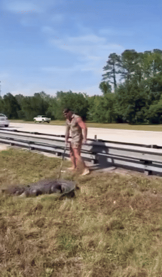 [서울=뉴시스] 미국 플로리다주 고속도로에 나타난 거대한 악어와 맨발로 씨름하는 남성의 모습이 담긴 영상이 화제다.(사진=WTVX)   *재판매 및 DB 금지