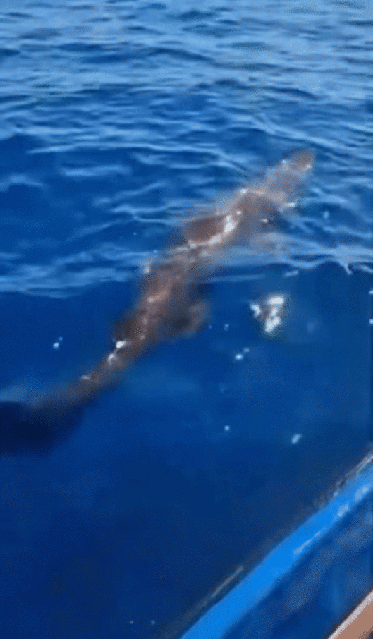 [서울=뉴시스] 스페인에서 심해 희귀종인 '마귀상어(고블린 상어)'가 포착됐다.(사진=유튜브 JAM PRESS) *재판매 및 DB 금지