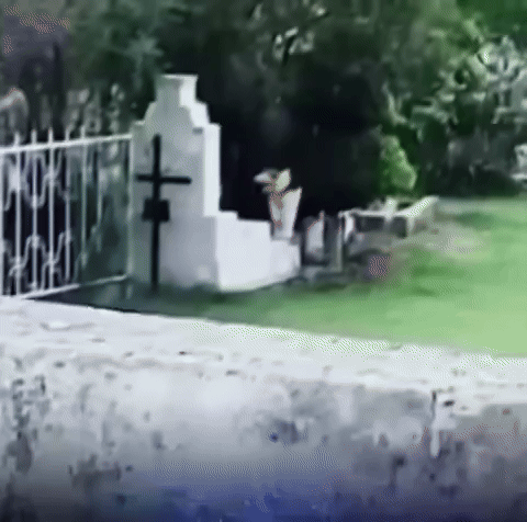 [뉴시스]중국의 어느 묘지에서 반려견이 뛰어다니고 있다. (사진=웨이보) *재판매 및 DB 금지