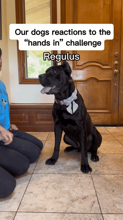 [뉴시스]11일(현지 시간) 미국 반려동물전문매체 도그타임에 따르면 틱톡에서 'thegoodhype'라는 계정 이용자가 최근 올린 반려견 손 모으기 챌린지 영상은 12일 기준 26만 개 이상의 좋아요를 받는 등 인기를 끌고 있다. (영상=틱톡) 2025.6.12 *재판매 및 DB 금지