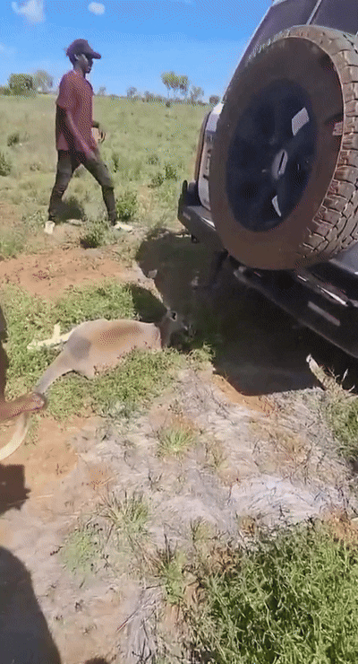 [뉴시스] 호주에서 한 무리의 남성들이 집단으로 캥거루를 학대한 영상이 온라인 상에 퍼져 대중들의 분노를 샀다. 캥거루를 학대하는 사건은 이전에도 여러 번 일어났다. (사진=데일리메일) 2025.6.13  *재판매 및 DB 금지