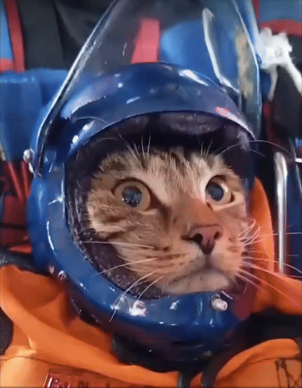 [서울=뉴시스]러시아에서 헬멧을 쓴 고양이가 주인과 함께 스카이다이빙을 하는 영상이 공개돼 화제를 모으고 있다. (사진=SWNS) 2025.7.9.  *재판매 및 DB 금지