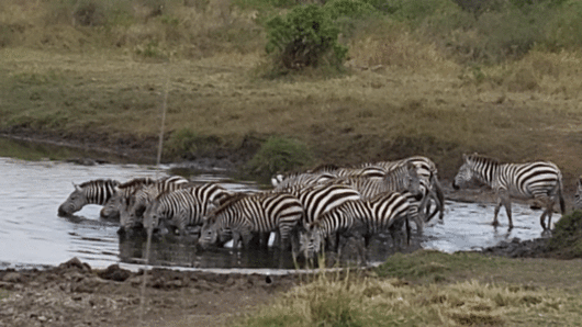 [사진=박현주 미술전문기자] 대장 얼룩말이 물가로 이끌자 무리의 얼룩말들이 모여들어 물을 마시기 시작했다. 대장 얼룩말은 중간에 서서 끝까지 대열을 이끌며 자신도 물을 마시러 갔다. 2025.07.14. hyun@newsis.com *재판매 및 DB 금지