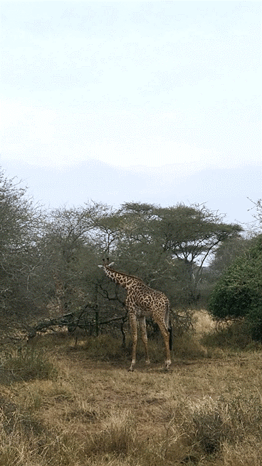 [사진=박현주 미술전문기자]세렝게티에서 풀을 뜯는 기린. 2025.07.14.hyun@newsis.com *재판매 및 DB 금지