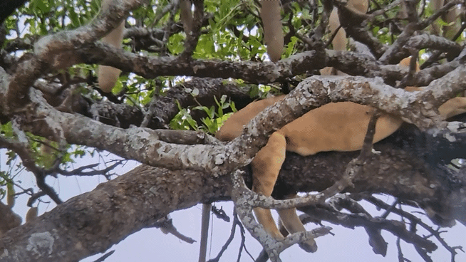 [사진=박현주 미술전문기자] 14일 세렝게티 소시지 나무위에서 사자 두마리가 늘어지게 잠을 자고 있다. 2025.07.14. hyun@newsis.com *재판매 및 DB 금지