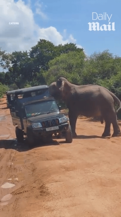 [서울=뉴시스] 사파리에서 코끼리가 관광객을 공격하는 모습 (영상=데일리메일) 2025.10.28. *재판매 및 DB 금지