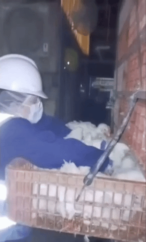 [서울=뉴시스] 동물 복지 활동가 조이 로젠버그가 닭 4마리를 구출하고 있다. (사진출처: 조이 로젠버그 인스타그램 계정(@zoe_rooster))2025.12.04  *재판매 및 DB 금지