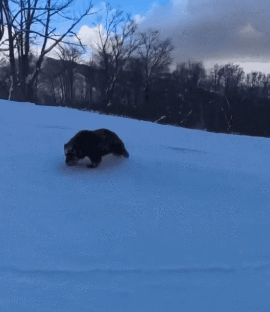 [뉴시스] 일본 나가노현의 한 스키장에 곰이 출몰한 모습. (영상=유튜브) 2025.12.14 *재판매 및 DB 금지