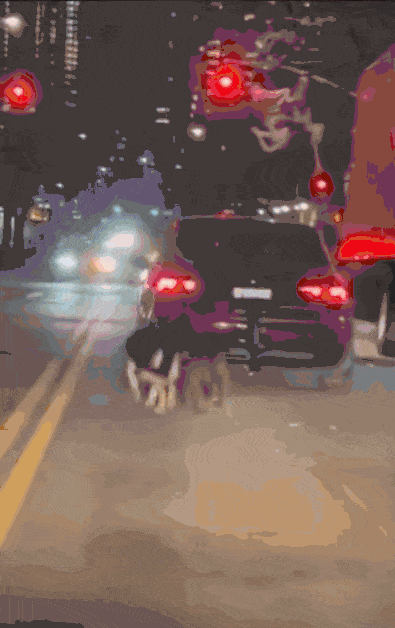 [뉴시스] 지난 4일 오후 6시께 미 롱아일랜드시티의 한 도로에서 빨간색 폭스바겐 차량 뒤에 셰퍼드 한 마리와 핏불 한 마리가 묶인 채 끌려가는 모습. (사진=SNS) 2026.1.8 *재판매 및 DB 금지