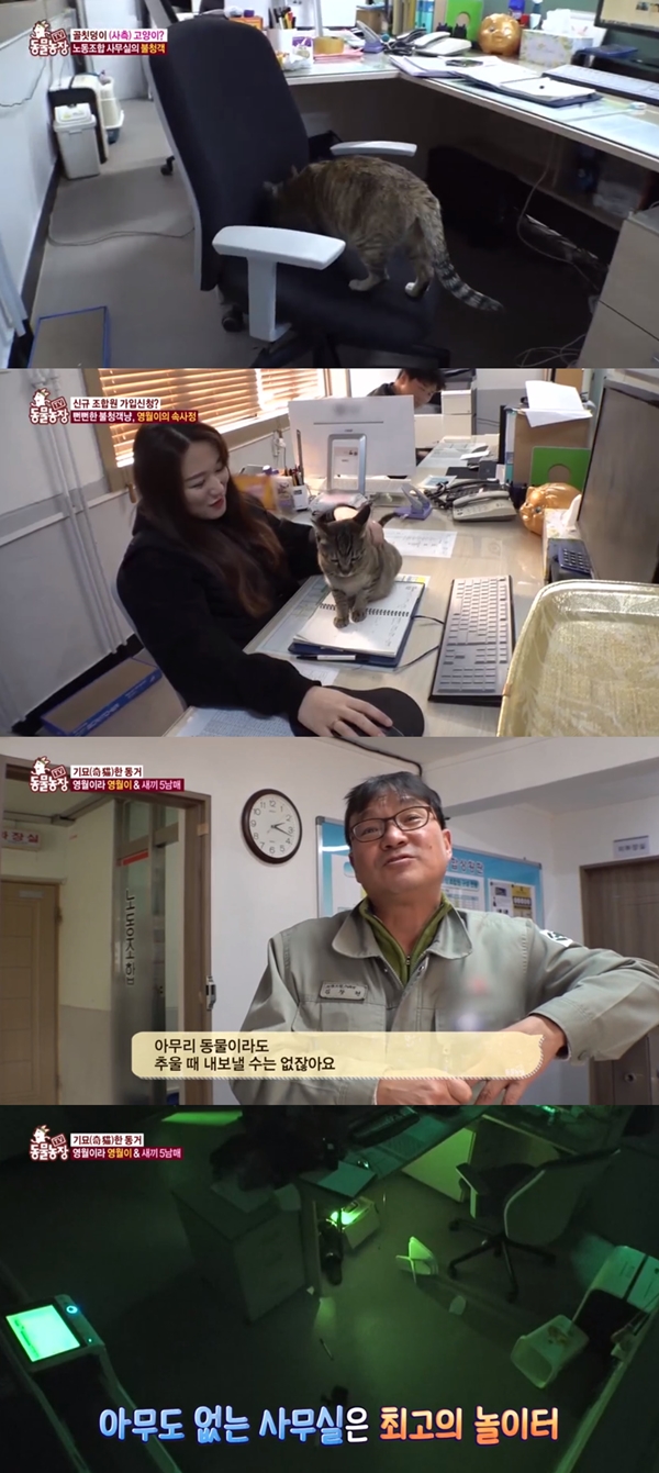 동물농장' 고양이 영월이+새끼 5마리, 사무실 속 기묘한 동거 [Tv캡처]